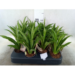 Sansevieria trifa. 'Hahnii'