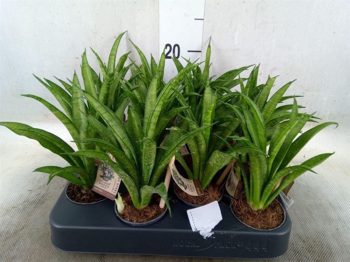 <h4>Sansevieria trifa. 'Hahnii'</h4>