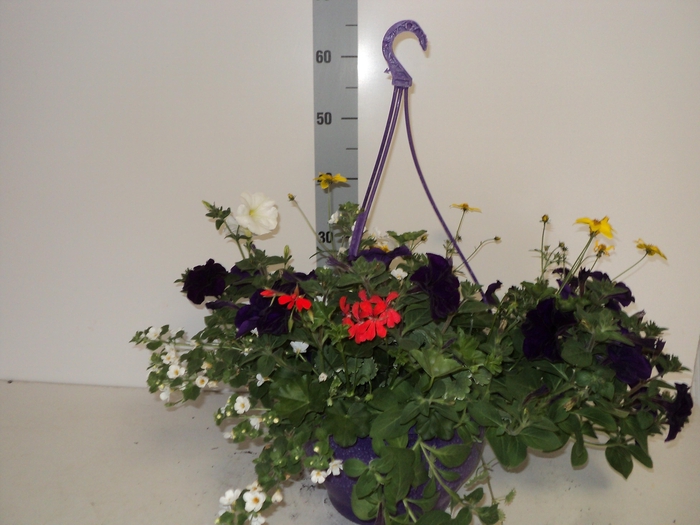 <h4>HANGING BASKETS</h4>