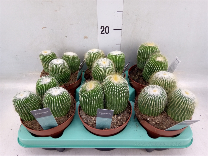 <h4>Cactus   ...</h4>