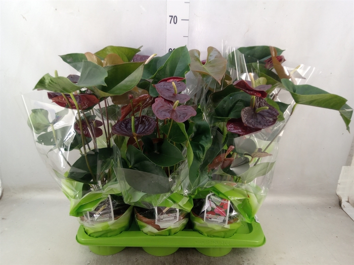 Anthurium andr. 'Sempre'