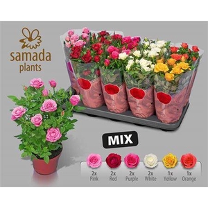 Ro Samadapl Gem 6 Sr