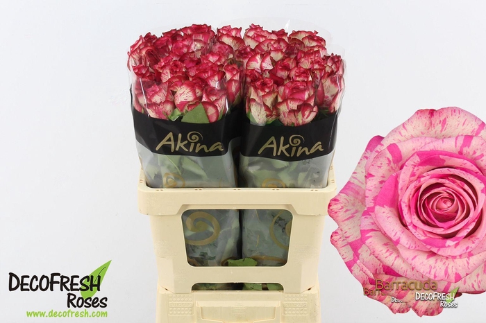 <h4>R Gr Barracuda</h4>