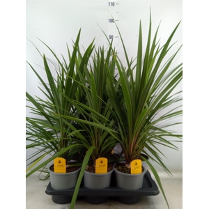 Cordyline indivisa 'Peko'
