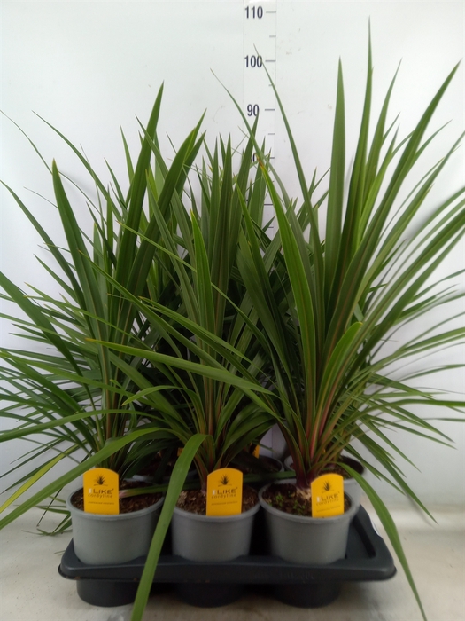 <h4>Cordyline indivisa 'Peko'</h4>