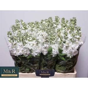MATTH AIDA WHITE