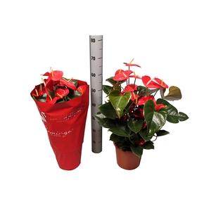 Anthurium XL.9 Jambo Red 21cm