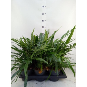 Aglaomorpha coronans   ...juveniel