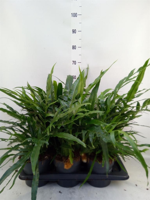 <h4>Aglaomorpha coronans   ...juveniel</h4>