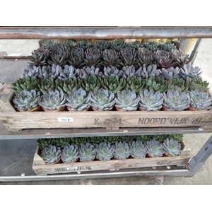 Echeveria   ...
