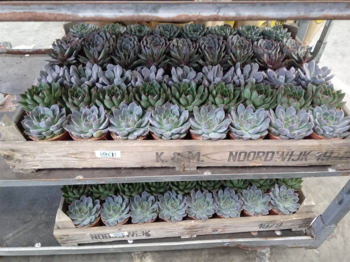 <h4>Echeveria   ...</h4>