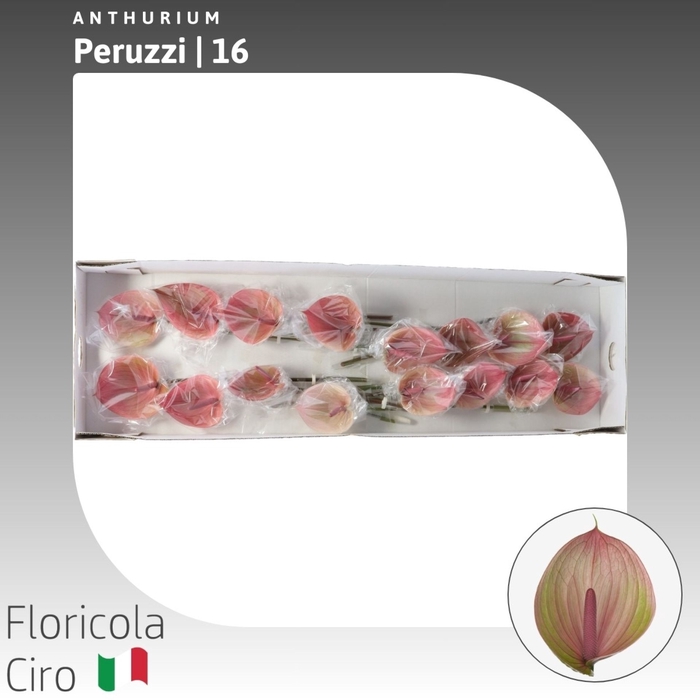 <h4>Anthurium Peruzzi</h4>
