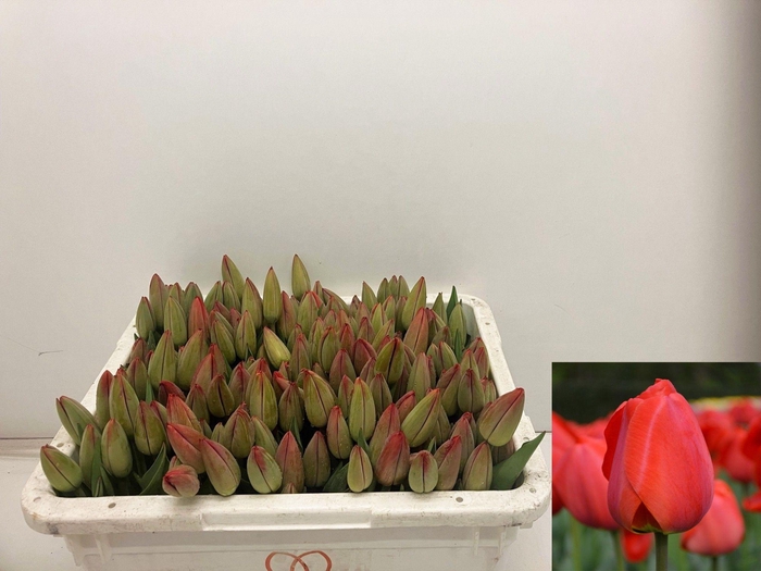 <h4>TU EN PARADE ROOD</h4>