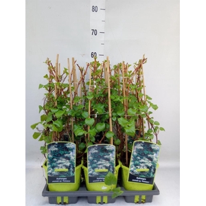 Hydrangea anomala subsp. petiolaris