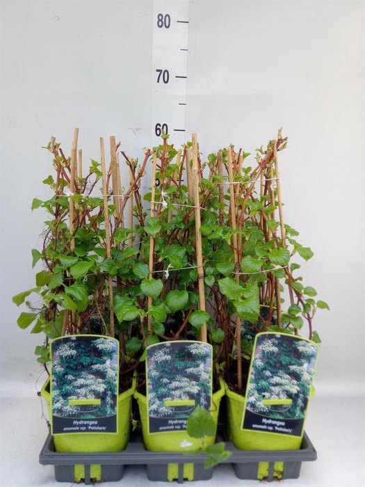 <h4>Hydrangea anomala subsp. petiolaris</h4>