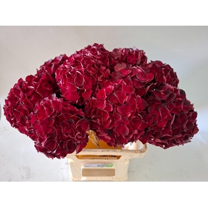 HYDR M MAG DARK RUBY