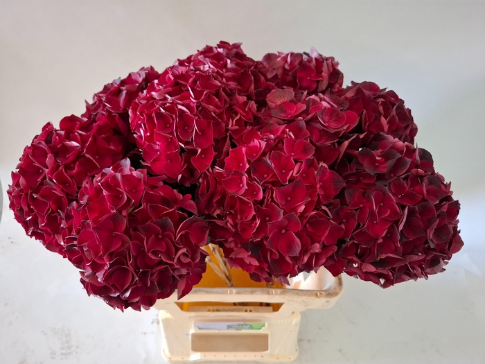 <h4>HYDR M MAG DARK RUBY</h4>