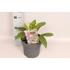vaste planten 19 cm  Hosta Purple Heart afd.1