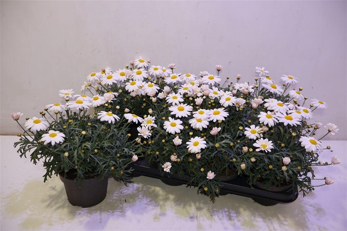 <h4>arr8 Arg La Rita C White</h4>