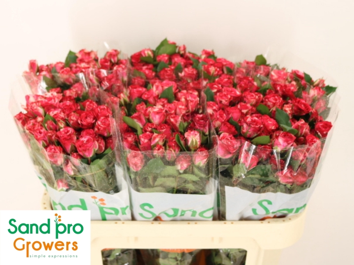 <h4>R TR FIREWORKS</h4>