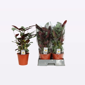 CTENANTHE COMPACTSTA