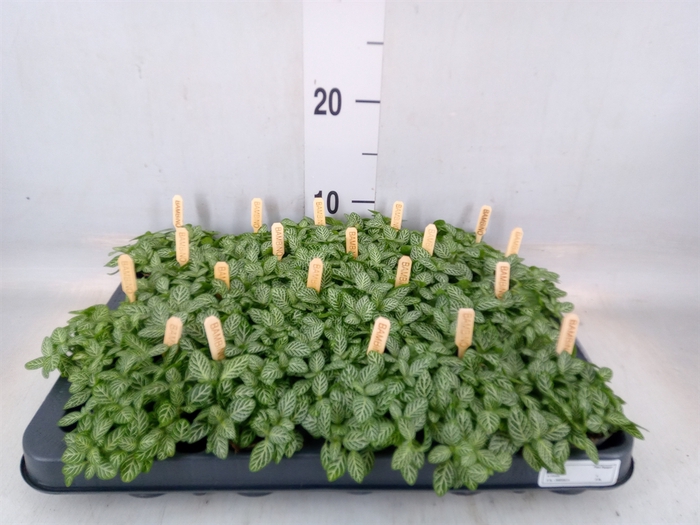 <h4>Fittonia verschaf.</h4>