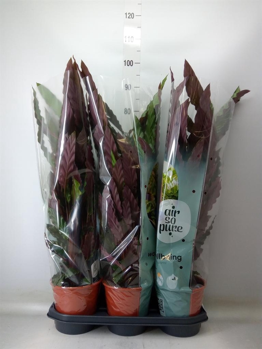 <h4>Calathea rufibarba</h4>