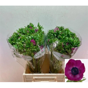 ANEM CO GALIL PURPER