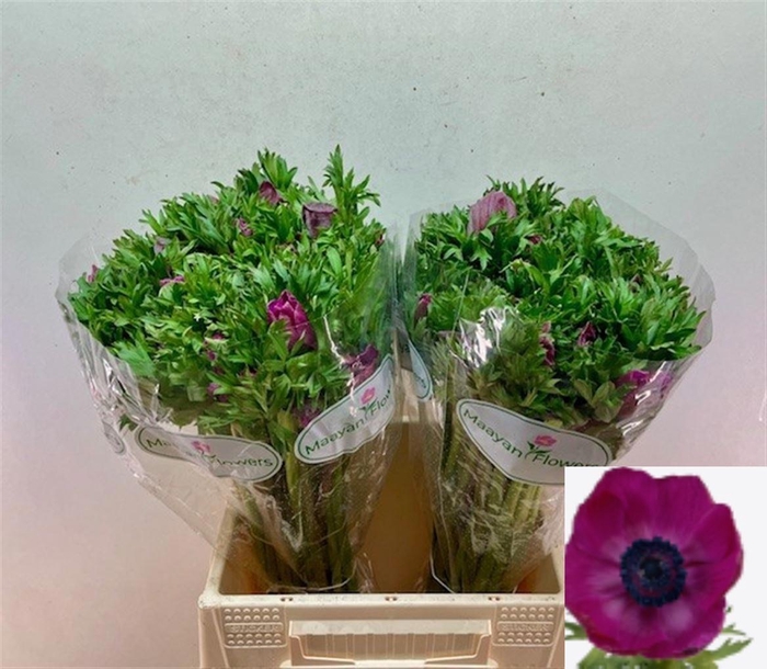 <h4>ANEM CO GALIL PURPER</h4>