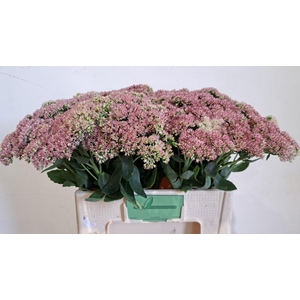 SEDUM SPECTABILE