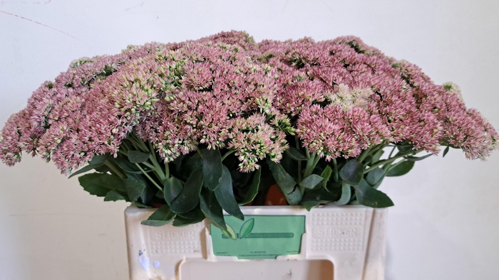 <h4>SEDUM SPECTABILE</h4>