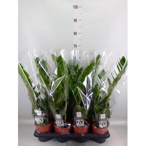 Zamioculcas zamiifolia