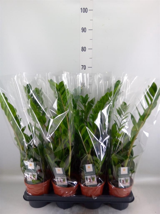 <h4>Zamioculcas zamiifolia</h4>