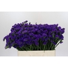 Limonium Navy Sun Birds