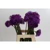 Allium Purple Sensation