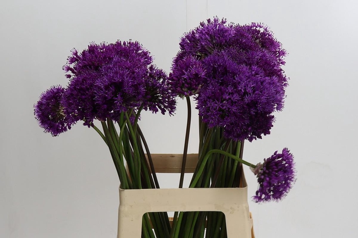 <h4>Allium Purple Sensation</h4>