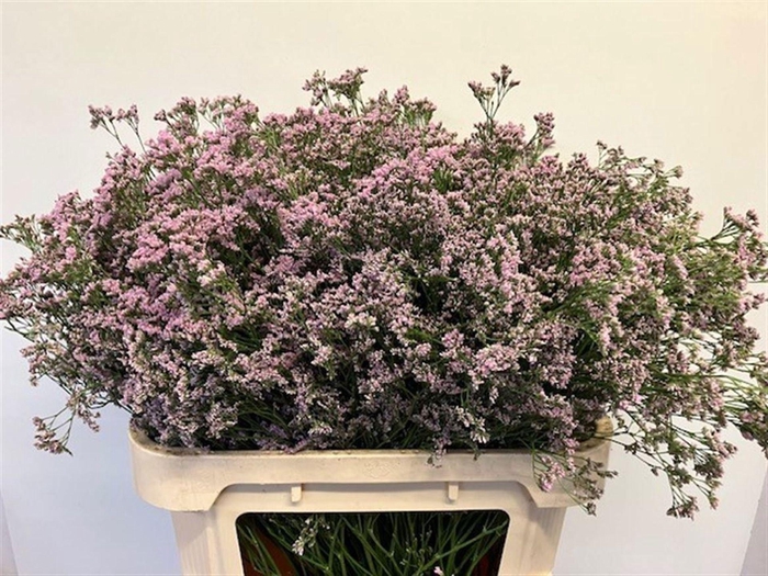 <h4>LIMONIUM  'SAFORA OSHI PINK'</h4>