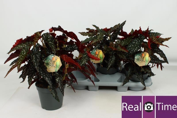 <h4>BEG MA BLACK FOREST</h4>