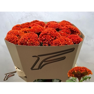 Cel C Extrem Orange