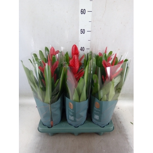 Vriesea  'Intenso Red'