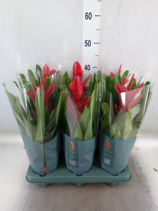 <h4>Vriesea  'Intenso Red'</h4>