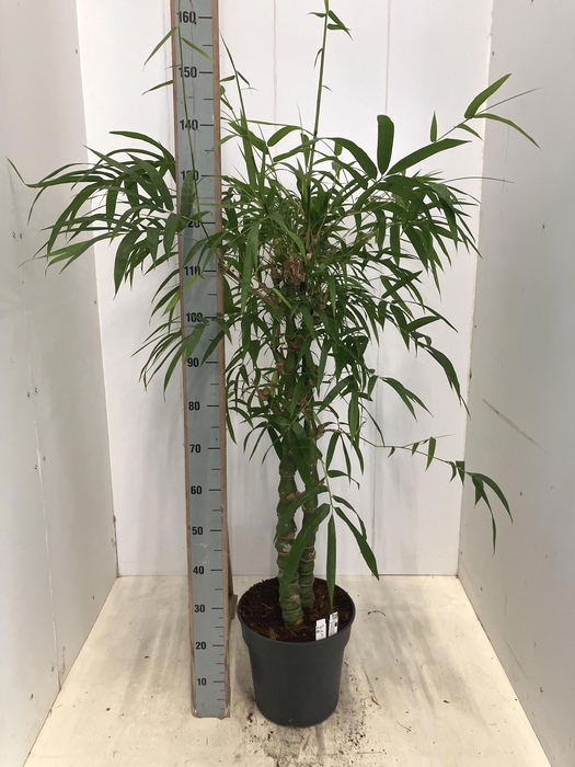 <h4>BAMBUSA VENTRIC</h4>