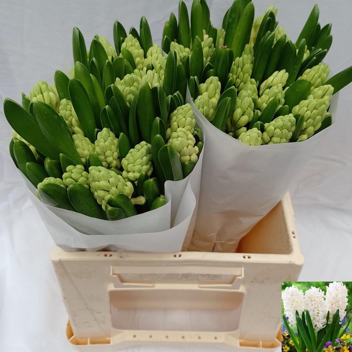 <h4>HYAC LOUVRE</h4>