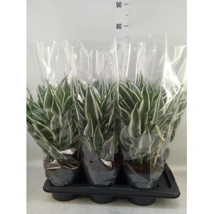 Dracaena frag. 'White Jewel'