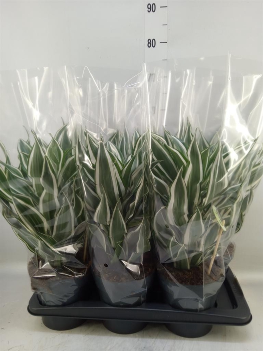 <h4>Dracaena frag. 'White Jewel'</h4>