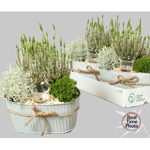 ARR TUINPLANTEN