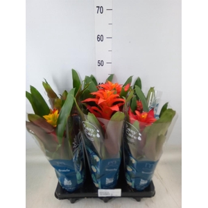 Guzmania   ...mix 3