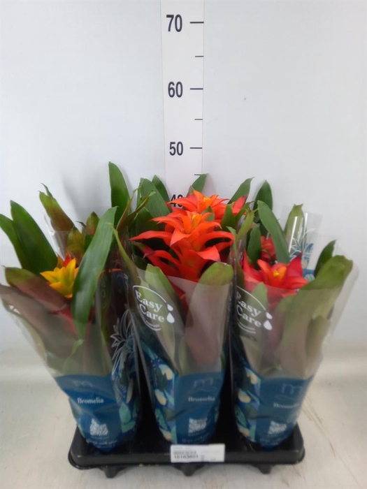 <h4>Guzmania   ...mix 3</h4>