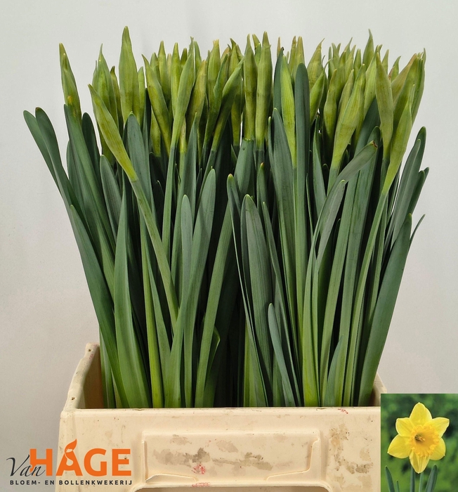 <h4>NARC G CARLTON</h4>