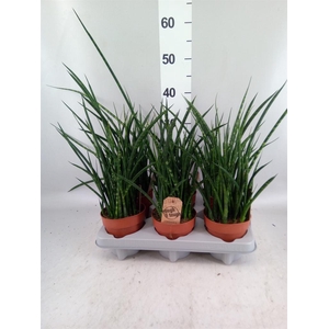 Sansevieria  'Fernwood'